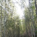 전남 담양여행. 가볼만한곳. 자꾸커 천년초가 가본 대나무숲-죽녹원 이미지