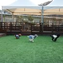 도그스101 이미지