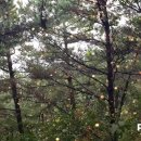 대부해솔길 1-1코스(순환코스) 이미지