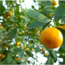 라마다제주시티호텔 이미지