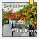 청주 능소화 카페 추천｜문의면 청남대 주택 감성카페 향기나무커피 후기