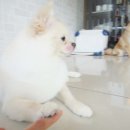 호담동물병원 이미지