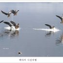 백조 이미지
