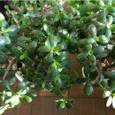 화월농장 이미지