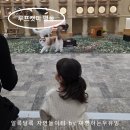 가방위에 고양이 | 루프캣미 명동 동화 속 같은 고양이카페, 고양이들의 식사시간간 후기!