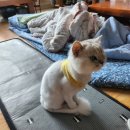 콜렌육십도 이미지