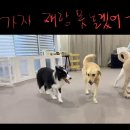 해운대도그워커 | 일주일이 왜이리 빠른겨