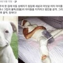 댕댕이# 이미지