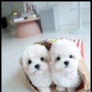 퍼피트렌드 네이버블로그