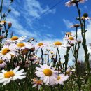 푸른산농장 이미지