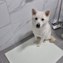 핸독 | 핸독 실리콘 배변매트 후기 | 강아지배변매트 강아지배변판