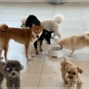창원애견호텔 강아지유치원 애견미용 맘바이 창원점 네이버블로그