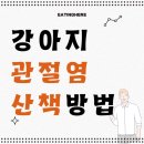 산책하는날 | 강아지 관절염 있을 때 산책하는 법