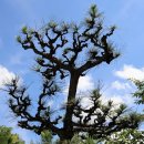 소나무 풍경 이미지