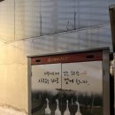 황금오리 이미지