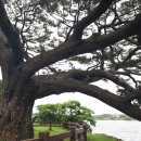 제주 수산리 곰솔 이미지