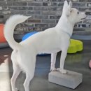 하람유치원 | 서산애견유치원 리츠펫, 보호자님이 깜짝 놀라셨던 우리 하람이의 변화, 리츠펫 유치원 하람이의 이야기
