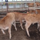 왕궁농장 이미지