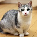 까망이 이미지