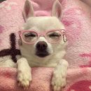 경산경찰서 | 새해 복 마니 받자~