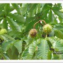 마로니에 이미지