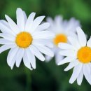 두대로-1 이미지