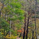 명개리(간이) 이미지