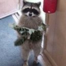 예삐애견 이미지