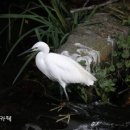 산소첼로 이미지