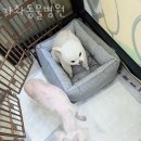 가좌동물병원 | 서대문구 북가좌동 동물병원 가좌동물병원 위치 오는길 후기