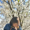 나무아래서(푸드트럭) | 2026 비발디파크 벚꽃축제 봄봄 가족여행 다녀온 후기~ 주차 웨이팅 이벤트 정보 공유