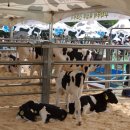 양천목장 이미지