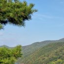 호수와 소나무 이미지