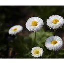 한밭수목원 서원 이미지