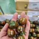 식감 좋은 흑대추방울토마토&amp;대추방울토마토!! 이미지