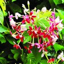 사군자의약품 이미지