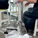 동일애견샵 이미지