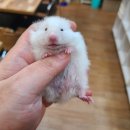 미니펫스토리 이미지