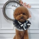 애견미용 나나엄마 이미지