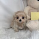 부평드림점 | 부평강아지분양 찾는 분들께, 드림독 인천에서 직접 본 리얼 포인트 📝