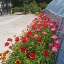 데미샘힐링빌리지 이미지