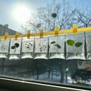 수경농장 | 수경재배 근황,로즈마리 물꽂이와 타임 클리핑로즈마리 성장기록