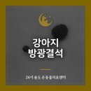 배곧코코동물병원 | 24시 배곧 동물병원 강아지 방광결석 요도결석 실제 수술 후기