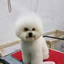 러블리 독 이미지