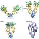 샤페론(열충격단백질) 기능 못하는 단백질 항상성유지 기능.. 2015 nature 이미지