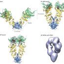 샤페론(열충격단백질) 기능 못하는 단백질 항상성유지 기능.. 2015 nature 이미지