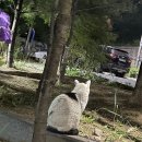 CU 상도타운점 | gs편의점 고양이 사료 구매후기 길고양이 캔사료!