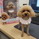 펫보드레 이미지