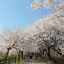 서산트레킹클럽, 4월 5일(일) '양평 물소리길' 옛 4코스... ‘버드나무나루께길’ 걷기 이미지