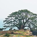 시랑 이미지